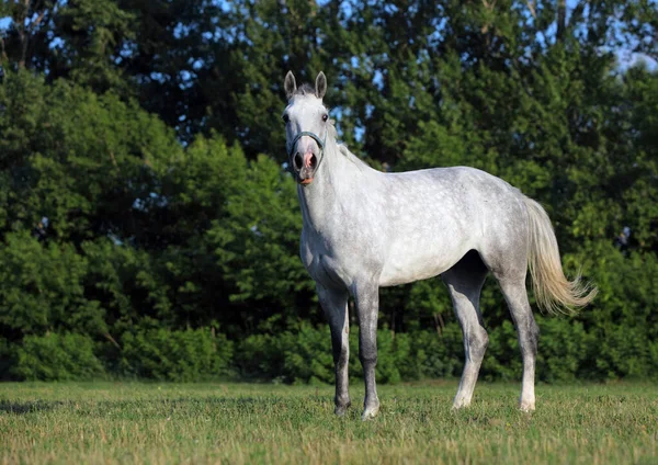 Schöne Schimmel Reinrassig Pferd Bauernhof — Stockfoto