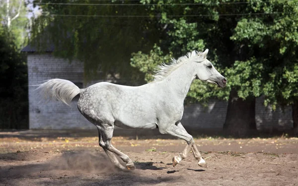 Corrida Esportiva Cavalo Árabe Galopando Fazenda Stud Outono — Fotografia de Stock