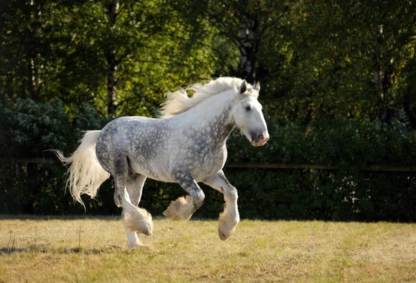 Gris Manzana Percheron Draft Caballo Galopando Prado Tarde — Foto de Stock