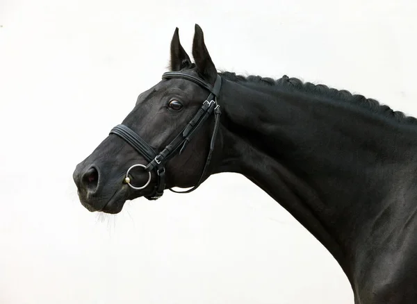 Prizewinning Cavalo Corrida Preto Fundo Claro — Fotografia de Stock