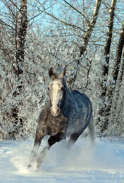 Prachtig Dappel Grijs Paard Galoppeert Sneeuw Winterbossen — Stockfoto