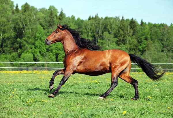 Thoroughbred Horse Racer Runs Green Summer Meadow — Stock Photo, Image