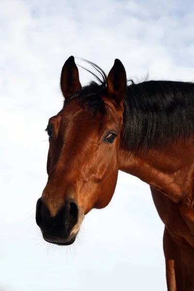 Cavalo Marrom Headshot Fundo Céu Azul Fazenda Verão — Fotografia de Stock