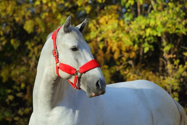 Andalusischen Pferd Der Nähe Des Stalls Der Ruhe Herbst Gelb — Stockfoto