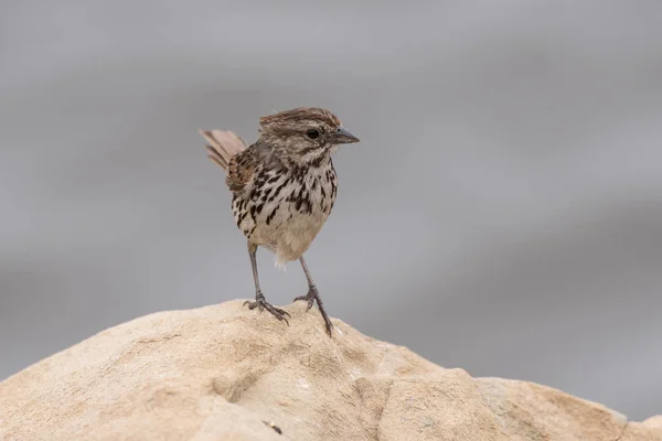 Adorável Pequeno Savanna Sparrow Empoleirado Rocha Lagoa Estuário Olhando Para — Fotografia de Stock