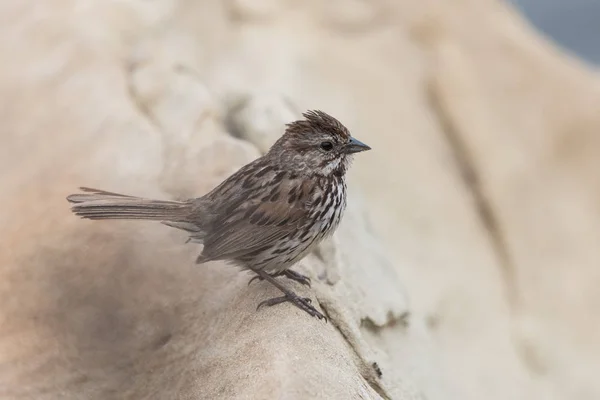 Pássaro Pardal Minúsculo Permanece Alerta Para Ilha Enquanto Empoleirado Pedra — Fotografia de Stock
