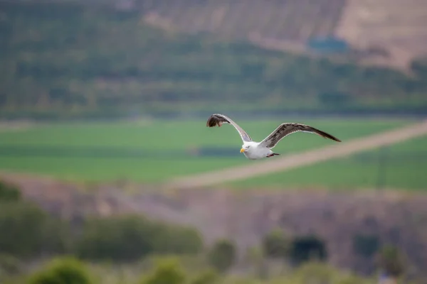 California Seagull Voando Volta Para Oceano Depois Forragear Sobre Colinas — Fotografia de Stock