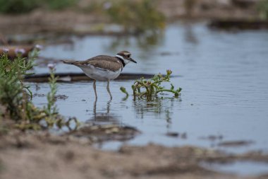 Küçük sanderling kuş ve onun yansıması geldiğinizdeuğramayı Gıda için izlerken gölet su kıyısında durmak.