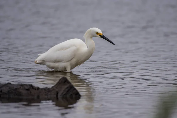 Schneeweißer Seidenreiher Bleibt Vollkommen Ruhig Beim Versuch Die Nächste Mahlzeit — Stockfoto