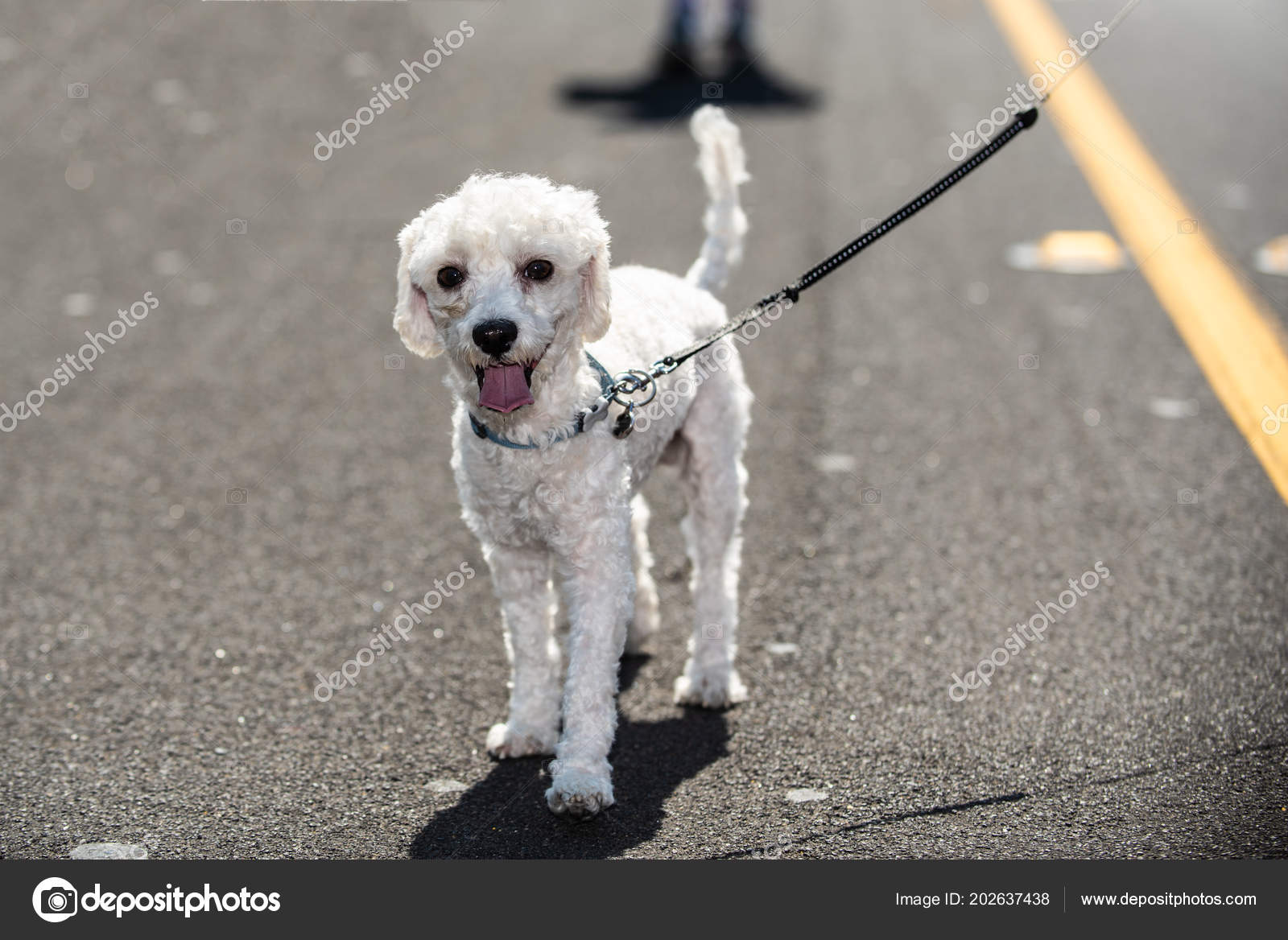 white poodle small