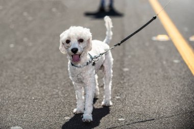 Küçük beyaz kaniş ayakta gölge ve yüzünde gülümseme ile sokakta.