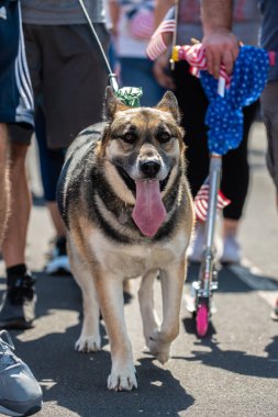 Alman Shepard evde beslenen hayvan içerik büyük grup yürüyüş arkadaşınızla dışarıda olmak.