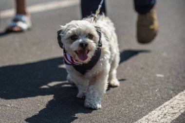 Çok güzel beyaz Malta köpek sokak 4 Temmuz sırasında yürüme patrotic bandana takan geçit töreni.