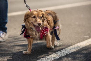Karışık doğurmak Doxen ve Golden Retriever giyen kırmızı yay ile beyaz lekeli sokakta yürürken.