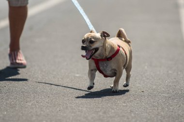 Şehir sokak yol boyunca koşum üzerinde yürüyen şevk ile karışık cins küçük sevimli köpek.