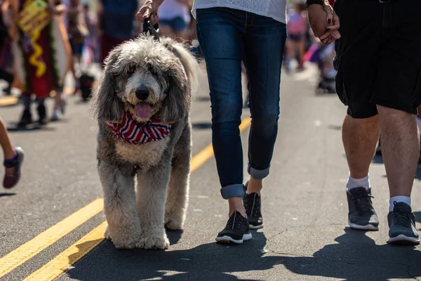 歩きながら今後非常に大きなフランス カーリー水犬パレードの身に着けている愛国的なバンダナ — ストック写真