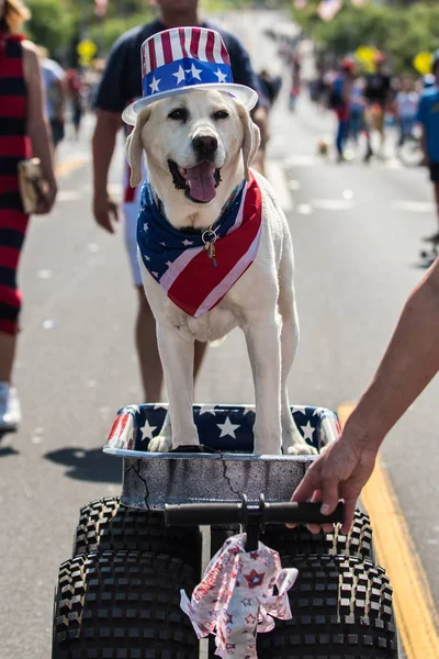 White Labrador wearing American red, white, and blue hat and bandana while riding on large wagon in parade.