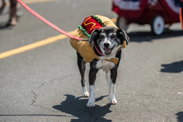 Karışık doğurmak köpek giyinen sosisli kutlama töreni için şehir sokak.