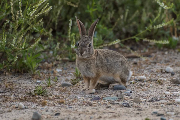 California Cotton Tail rabbit standing alert among the bushes as he forages for morning food.