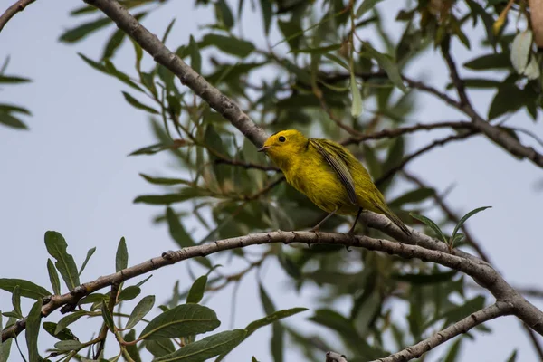 Sarı ve turuncu finch ile siyah kafa dala sıkıca tutarak onun çevresi üzerinde bir nöbet tutuyor.