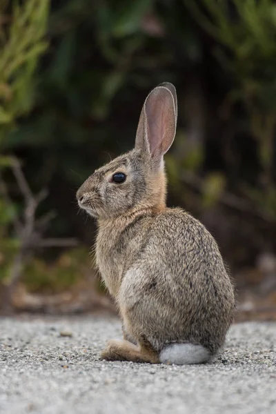 Furry Divoký Králík Sedí Zpět Zadek Zatímco Zbývající Upozornění Nebezpečí — Stock fotografie