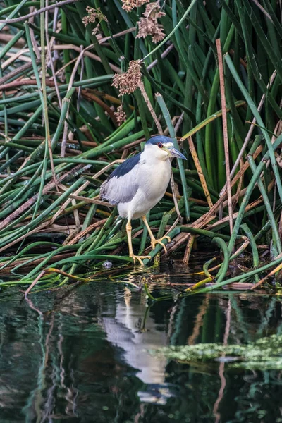 Oiseau côtier tenant complètement immobile . — Photo