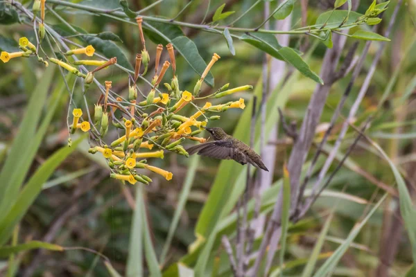 Małych Urocza Szumi Howvering Ptak Dziobem Wewnątrz Kapryfolium Kwiat Zbierając — Zdjęcie stockowe