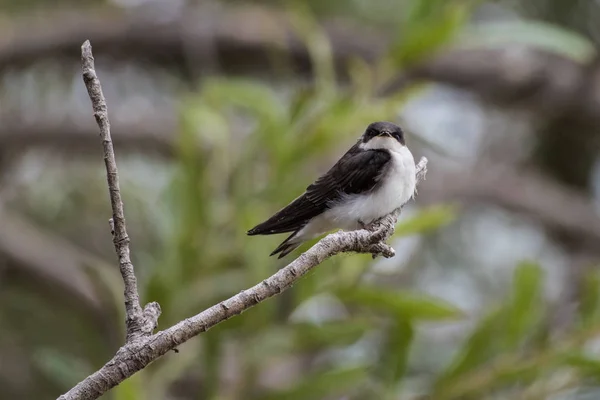 Společné Sparrow Větev Stromu Pevné Hlavou Ohlédl Přes Pravé Křídlo — Stock fotografie