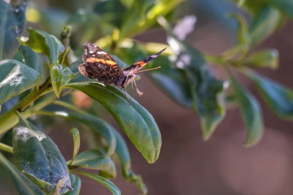 Vue Rapprochée Amiral Rouge Papillon Atterri Sur Une Feuille Feuillage — Photo