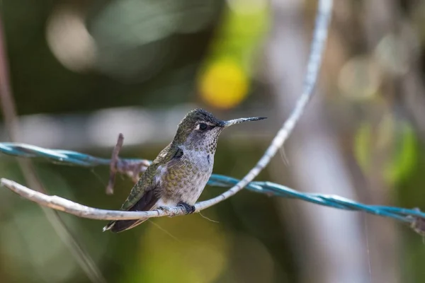 Adorable Hummingbird Perched Branch Hanging Barbed Wire Strand — Stock Photo, Image