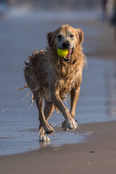 Golden Retriever Turları Ile Getirilen Tenis Topu Ağzına Beach Kıyı — Stok fotoğraf