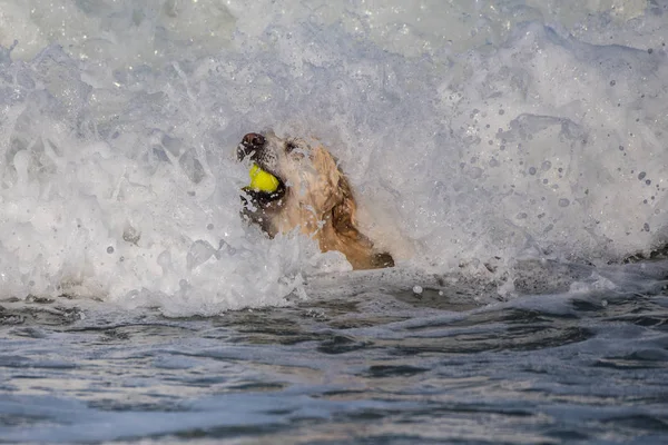 Baloya Sürdürmekte Getirme Tenis Topu Ile Oynarken Beyaz Üstünde Kafa — Stok fotoğraf