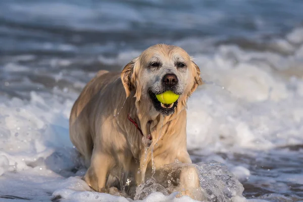 Dripping Wet Golden Retriever Wyłania Się Wody Płytkie Ocean Pobranych — Zdjęcie stockowe