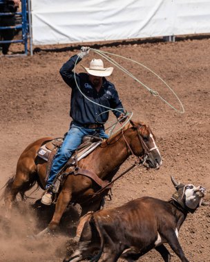 Kovboy ve takım Sığır Kementleme rekabet, Ventura County Fair 12 Ağustos 2018 California sırasında kapalı açılı kaçış buzağı için kes at.