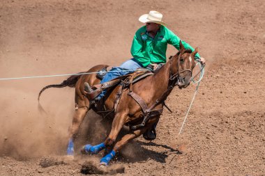 Kovboy ve at gerginlik sırasında takım Sığır Kementleme rekabet, Ventura County Fair 12 Ağustos 2018 California ipe asıl.