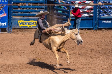 Charro kovboy counterbalances bucking bronco, Ventura County Fair Kaliforniya'da 12 Ağustos 2018 üzerinde sürme sırasında yaslanmış vücut ile geri tarafından.