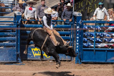 Charro kovboy iki elinle boğa dolar California Boğa binme, Ventura County Fair üzerinde 12 Ağustos 2018 sırasında asılı.