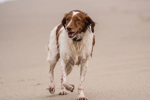 Содержание Бритни Спаниель Собака Бегает Пляжу Мокрый Игры Воде — стоковое фото