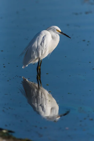 Zusammengepresster Silberreiher Und Sein Spiegelbild Das Bei Der Morgendlichen Jagd — Stockfoto