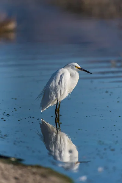 Fome Branco Egret Seu Reflexo Entre Juncos Estuário Raso Durante — Fotografia de Stock