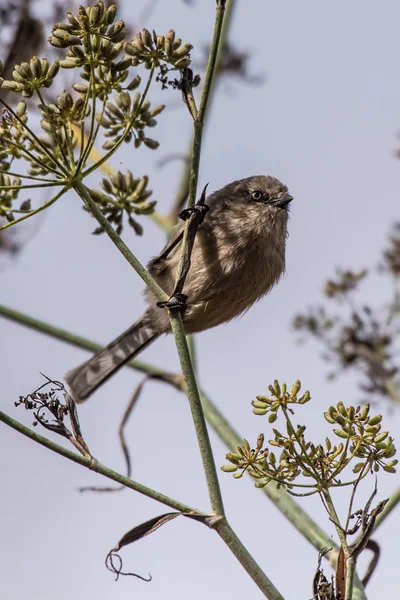 Blue Gray Gnatcatcher Uccello Appollaiato Sul Ramo Dell Albero Guardando — Foto Stock