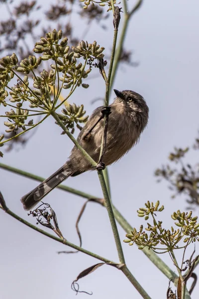 Blue Gray Gnatcatcher Pássaro Empoleirado Galho Árvore Olhando Para Esquerda — Fotografia de Stock