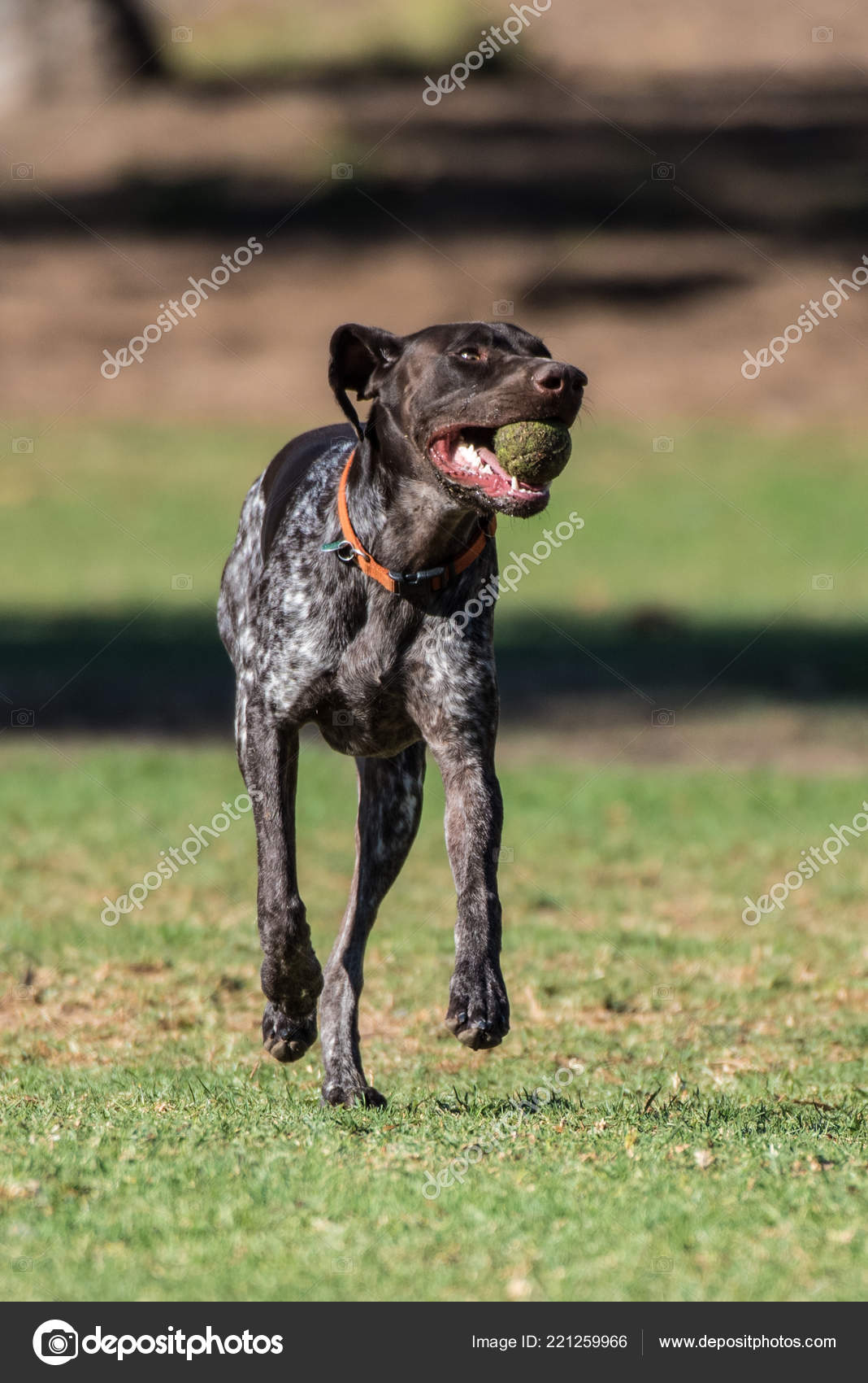 Geman Short Hair Bird Dog Looking Right While Running Full Stock