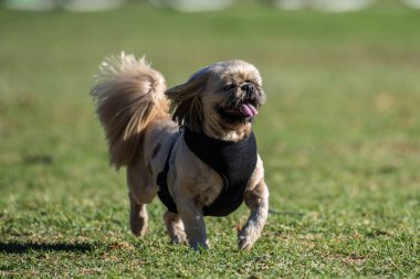 Bir emniyet kemeri takıyor park çim üzerinde zıplayıp oynamaya hazır ve sevimli küçük köpek.