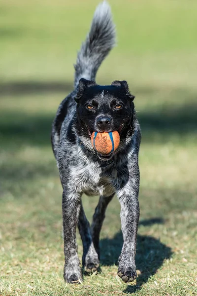 Hevesli Avustralya Shepard Split Karışık Doğurmak Köpek Aşağı Çekti Topu — Stok fotoğraf