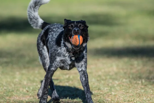 遊び心のあるオーストラリア シェパード Heeler 混合された品種犬彼が公園の芝生の上戻ってボールをもたらすと口の中でしっかり把握しています — ストック写真