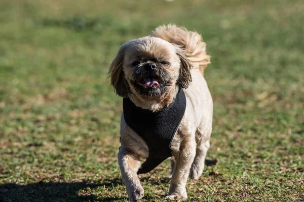 Hazır Sevimli Küçük Köpek Mutlu Ifade Yüzünde Bir Emniyet Kemeri — Stok fotoğraf