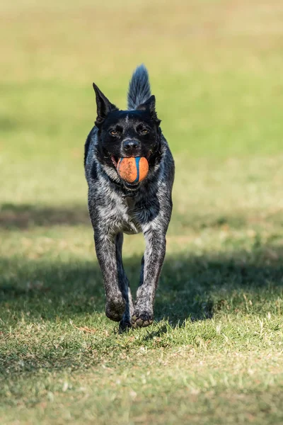 熱狂的なオーストラリア シェパード Heeler 混合品種犬見て彼は公園の芝生の上にボールをもたらすように直進 — ストック写真