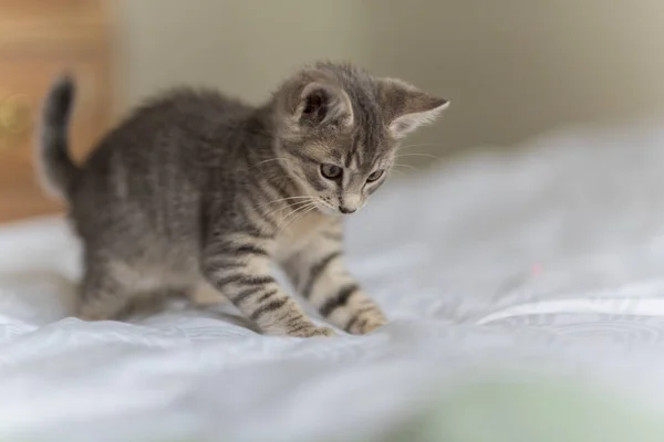 Adorável Brincalhão Cinza Tabby Gatinho Saltando Sobre Cama Com Patas — Fotografia de Stock