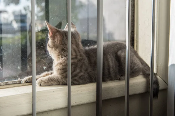 Baby gray striped tabby kitten face to face with his reflection while reclined on the window sil.